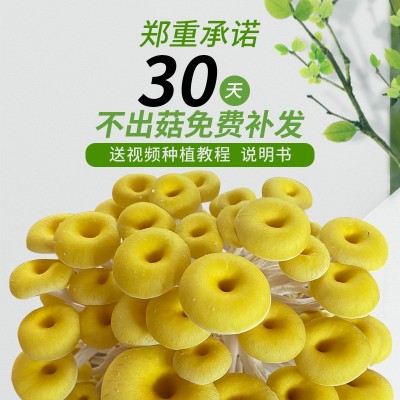 蘑菇菌包菌菇种植包平菇菌种家庭盆栽食用菌礼品厂家园艺绿植植物图2