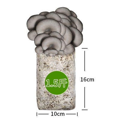 蘑菇菌包菌菇种植包平菇菌种家庭盆栽食用菌礼品厂家园艺绿植植物图4