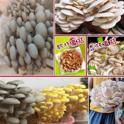 蘑菇菌包菌菇种植包平菇菌种家庭盆栽食用菌礼品厂家园艺绿植植物图5