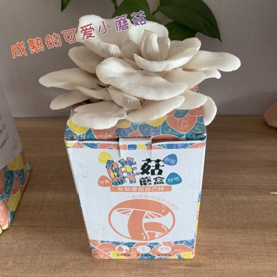 蘑菇盒子种植包平菇菌包儿童自己种幼儿园DIY礼品摆摊绿植植物图2