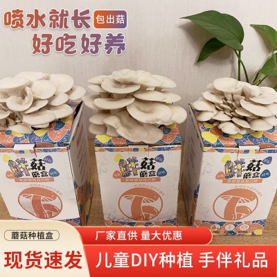 蘑菇盒子种植包平菇菌包儿童自己种幼儿园DIY礼品摆摊绿植植物图4