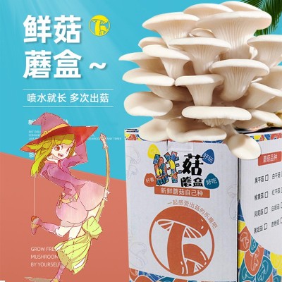 蘑菇盒子种植包平菇菌包儿童自己种幼儿园DIY礼品摆摊绿植植物图3