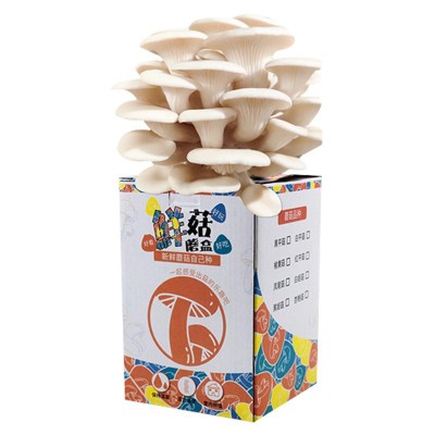 蘑菇盒子种植包平菇菌包儿童自己种幼儿园DIY礼品摆摊绿植植物图5