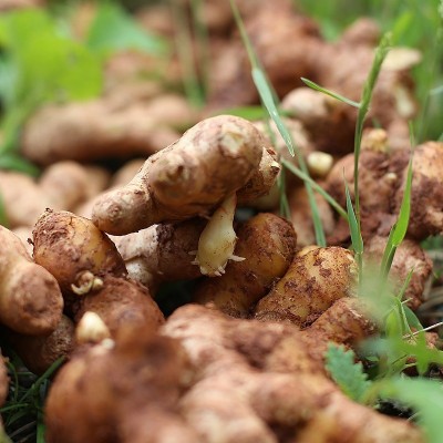 云南富宁小黄姜鲜姜嫩姜月子姜现挖姜整箱批发现货图2