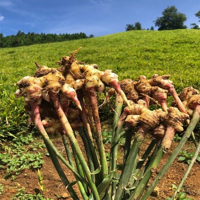 云南富宁小黄姜鲜姜嫩姜月子姜现挖姜整箱批发现货图3