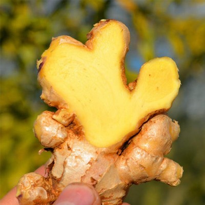 云南富宁小黄姜鲜姜嫩姜月子姜现挖姜整箱批发现货图4