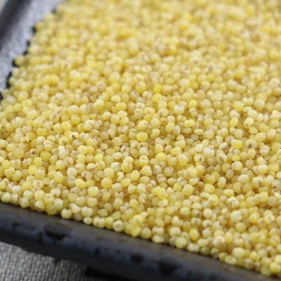 富硒小米优质小黄米新米袋装五谷杂粮小米粥米正宗山西黄小米批发图2
