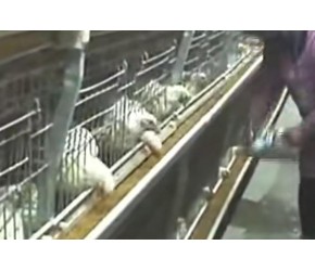 养殖场给鸡放音乐：专曲专用防炸群