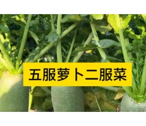 种植萝卜小知识又脆又甜