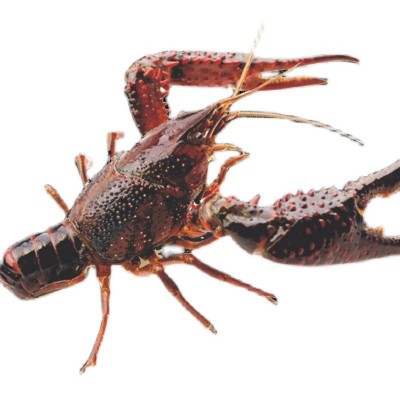 456鲜活盱眙十三香小龙虾5斤装盱眙鲜活水产养殖清水小龙虾图5