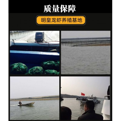 456鲜活盱眙十三香小龙虾5斤装盱眙鲜活水产养殖清水小龙虾图4