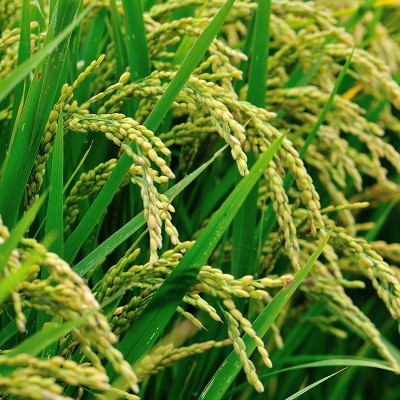 米妈粉爸万年贡米江西大米长粒口感软糯颗粒饱满农家长粒香大米图2