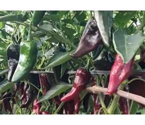 辣椒种植方法，辣椒苗期施什么肥？
