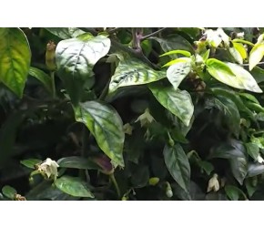 解锁辣椒种植新姿势，水培与土培，谁才是你的菜？