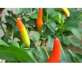 辣椒种植小技巧,让你在家也可以吃到新鲜的辣椒