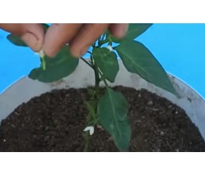 辣椒从种子种植刚开花为什么需要掐掉呢？