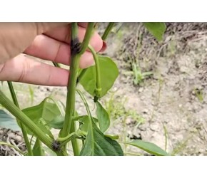 秋季辣椒种植新技巧，只需动手打一打，后续辣椒成串结产量翻倍