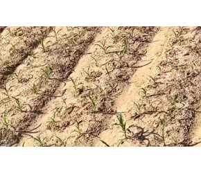 种植西瓜应该选择什么土壤