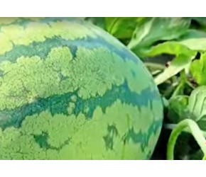 关注西瓜种植技术，希望对你有帮助