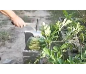 揭秘方形西瓜的种植诀窍！