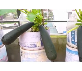 西葫芦瓜种植很简单，跟着我做好这几步，收获不会差！