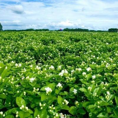 广西横县横州茉莉花干新鲜花苞现摘干花花茶原料花蕾开花厂家批发图4
