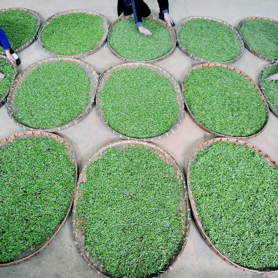 25年新茶高山云雾绿茶一级茶香浓郁产区茶叶自己喝特级明前图4