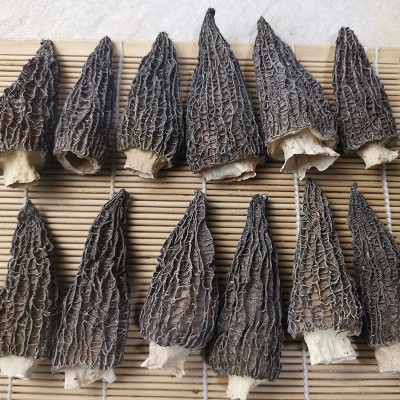 云南产地批发菌汤包羊肚菌干货250g 大号剪柄食用菌人工酒店食材图2