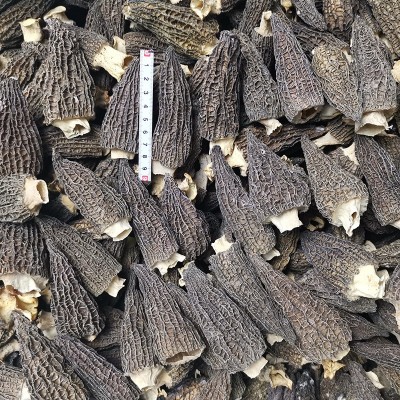 云南产地批发菌汤包羊肚菌干货250g 大号剪柄食用菌人工酒店食材图3