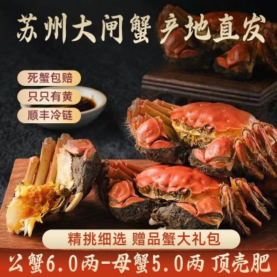 螃蟹公5.0两母3.5两8只10只装鲜活大闸蟹鲜活螃蟹大闸蟹