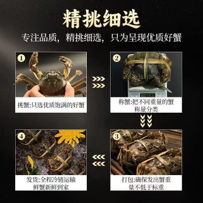 螃蟹公5.0两母3.5两8只10只装鲜活大闸蟹鲜活螃蟹大闸蟹图4
