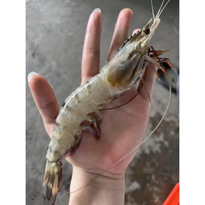 原条黑虎虾 冷冻水产 冷冻虾 餐饮食材 工厂直销 全国发货图4