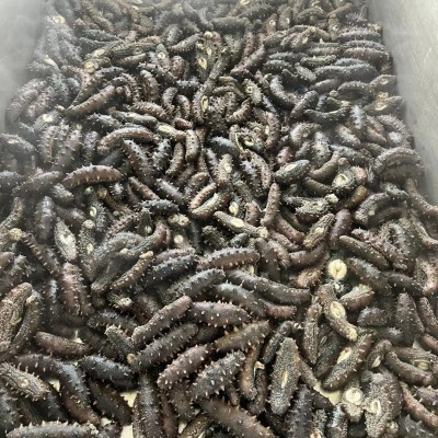鼎鲜大连海参冻煮料 原料海参可发2-3斤即食海参 活海参厂家批发图5