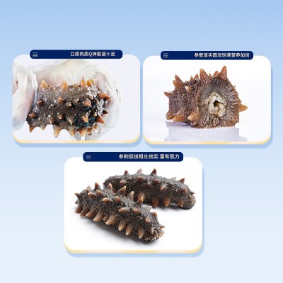 鼎鲜海参即食海参一斤500g 口感软糯 大连海参批发工厂代发无添加图3