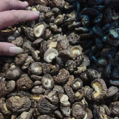 福建古田金钱菇干货批发干香菇250g香菇商用煲汤食材菌菇干货图3