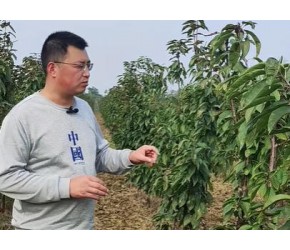樱桃​​树形怎么选择？​