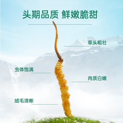 2026年头期人工培植养殖黄眼睛金黄饱满高海拔干刷生态新鲜虫草