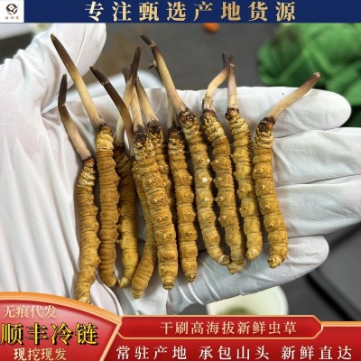 2026年头茬加查那曲小黄芽根根称高海拔雪山干刷西藏新鲜冬虫夏草