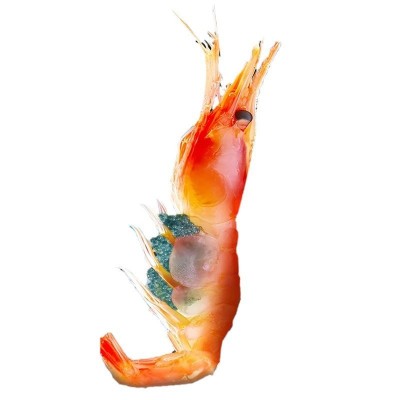 俄罗斯北极甜虾甜虾刺身格陵兰带籽虾冰山蓝盒生吃即食日料野生
