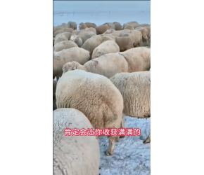 养羊的技术和养羊的方法