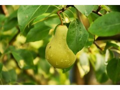 梨树夏季如何修剪？梨树夏季正确管理方法